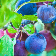 Beach Plum Coffee (Summer Seasonal)
